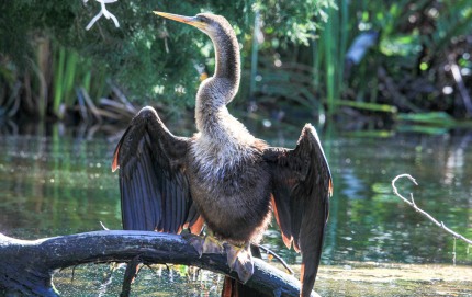 AnhingaSolarDryingFeathersSnakebird