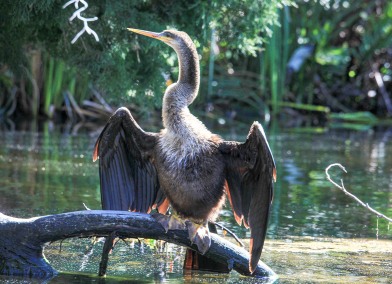 AnhingaSolarDryingFeathersSnakebird