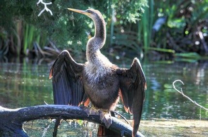 AnhingaSolarDryingFeathersSnakebird