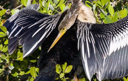 AnhingaPreeningSnakeWaterBird