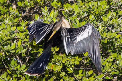 AnhingaPreeningSnakeWaterBird