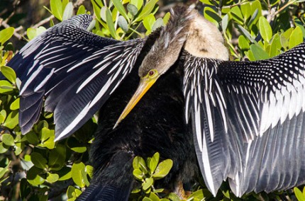 AnhingaPreeningSnakeWaterBird
