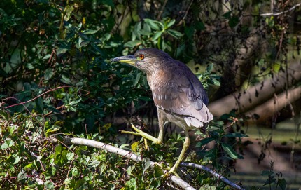 JuvenileBlack-crownedHeronForaging