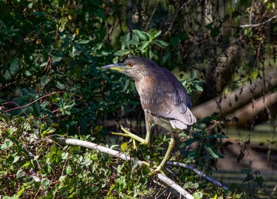 JuvenileBlack-crownedHeronForaging