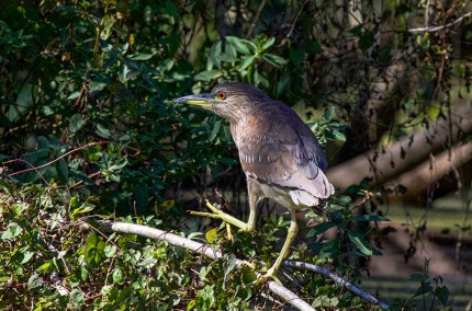 JuvenileBlack-crownedHeronForaging