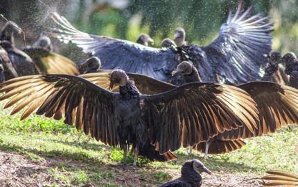 AmericanBlackVulturesRoostingDrying