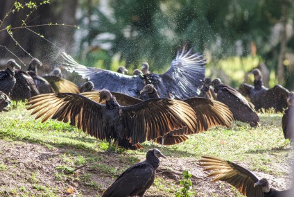 AmericanBlackVulturesRoostingDrying