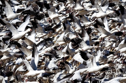 Brewer.SnoGeese.5780-