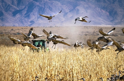 Brewer.Winter_Feeding.Cranes