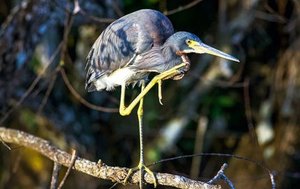 TricoloredHeronFlorida