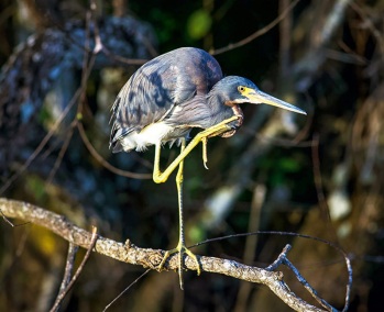 TricoloredHeronFlorida