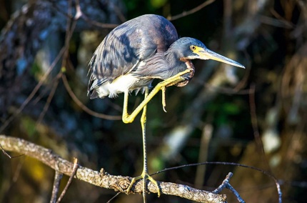 TricoloredHeronFlorida