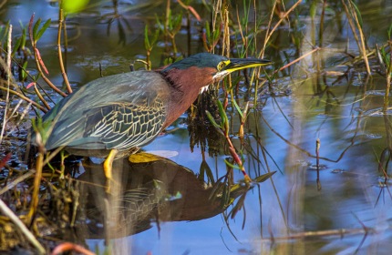 GreenHeronWading