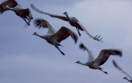 HerdSandhillCranesFlying