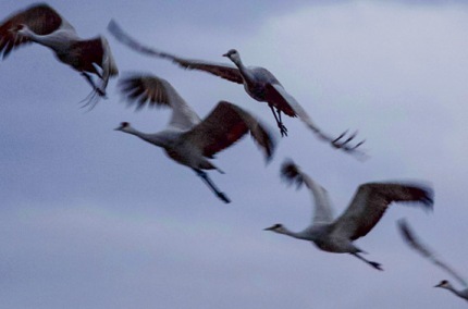 HerdSandhillCranesFlying