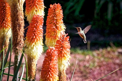 HotPokersRufous