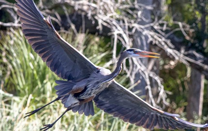 In-flightGreatBlueHeronLifting