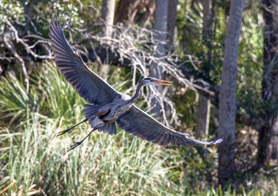 In-flightGreatBlueHeronLifting