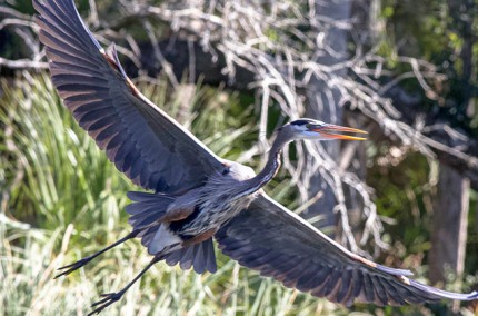 In-flightGreatBlueHeronLifting