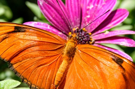 JuliaLongwingIuliaTropicalButterfly