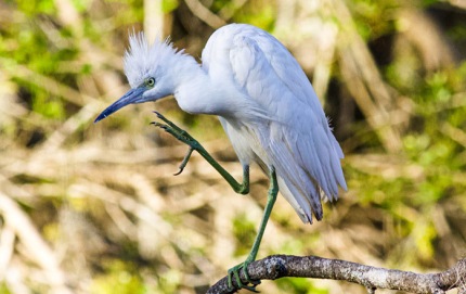 ImmatureJuvenileSnowyEgretPreening