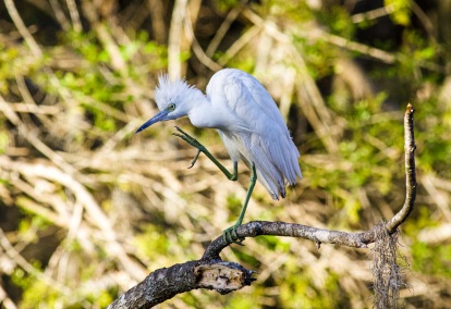 ImmatureJuvenileSnowyEgretPreening