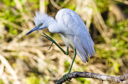 ImmatureJuvenileSnowyEgretPreening