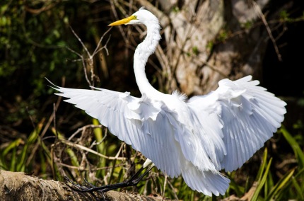 LandingGreatWhiteEgret
