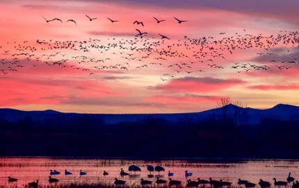 MorningflyoutBosquedelApache