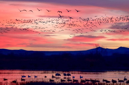 MorningflyoutBosquedelApache