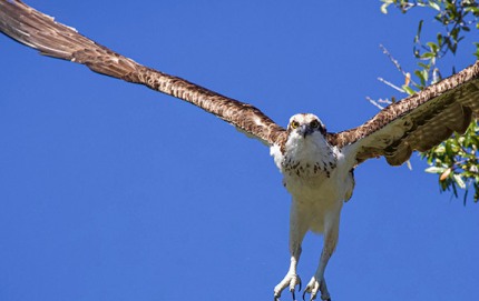 OspreyHawkLiftingoffPerch