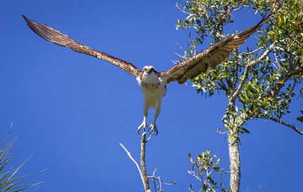 OspreyHawkLiftingoffPerch