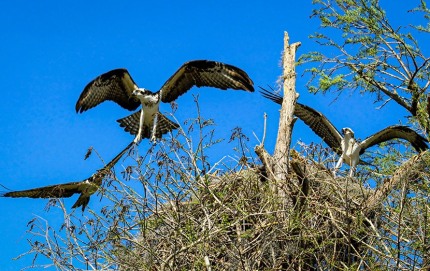 OspreyInterloper