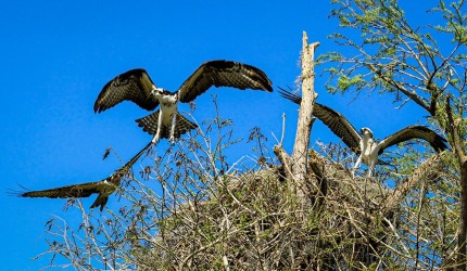 OspreyInterloper