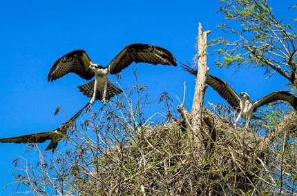 OspreyInterloper