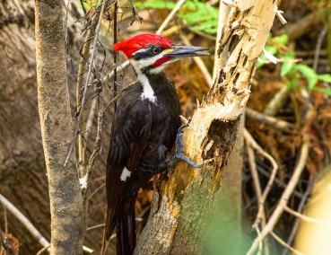 PileatedWoodpeckerFlorida