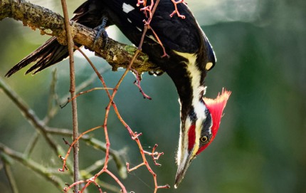 PileatedWoodpeckerVineForaging