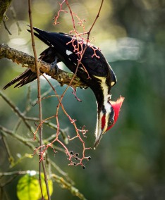 PileatedWoodpeckerVineForaging