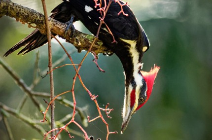 PileatedWoodpeckerVineForaging