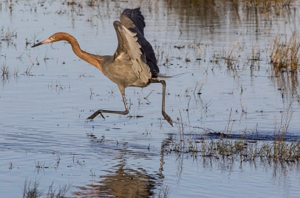 ReddishEgretBlackPointMerrittIsle