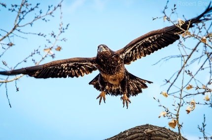 RedtailnFlight