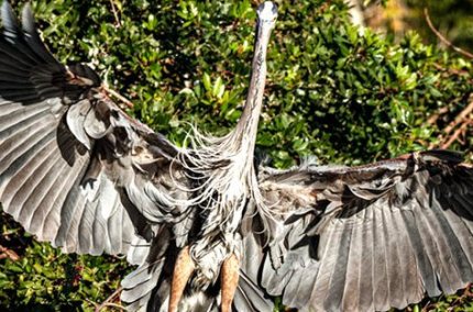 RiseUpBlueHeron