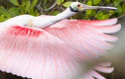 RoseateSpoonbillRedMangroveFlight