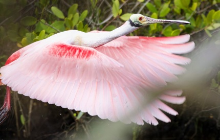 RoseateSpoonbillRedMangroveFlight