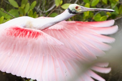 RoseateSpoonbillRedMangroveFlight