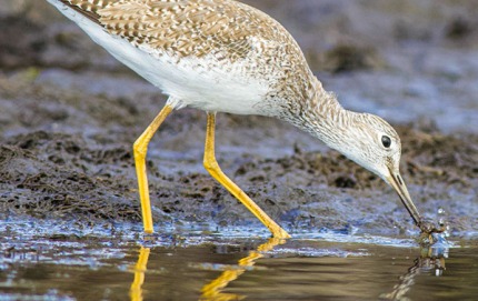 SandpiperGreaterYellowlegsCrustaceans