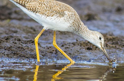 SandpiperGreaterYellowlegsCrustaceans