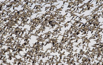 SkeinenMasseSnowGeese