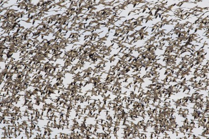 SkeinenMasseSnowGeese