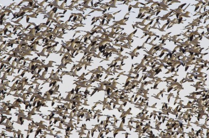 SkeinenMasseSnowGeese